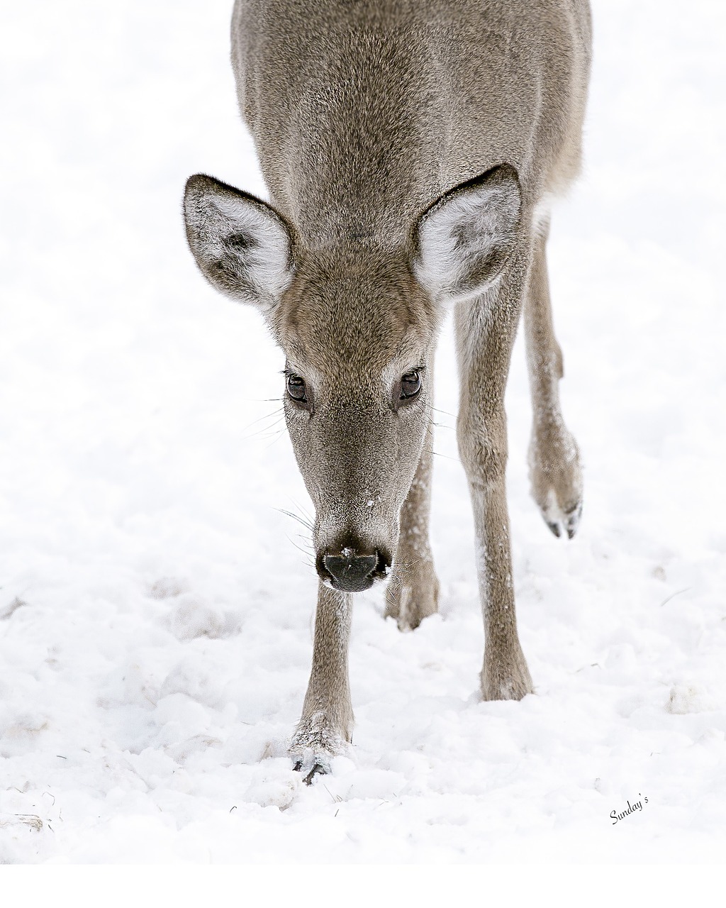 deer animal winter free photo