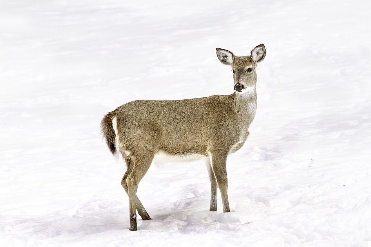 deer animal winter free photo