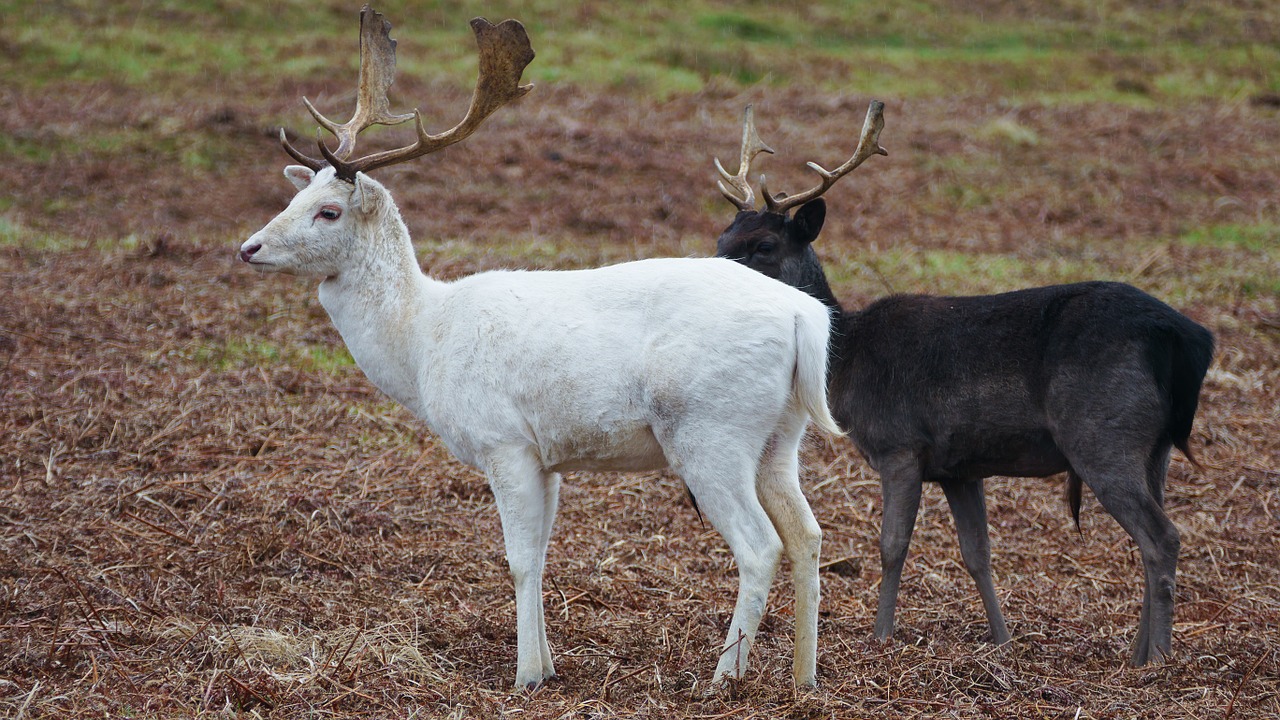 deer stag white free photo
