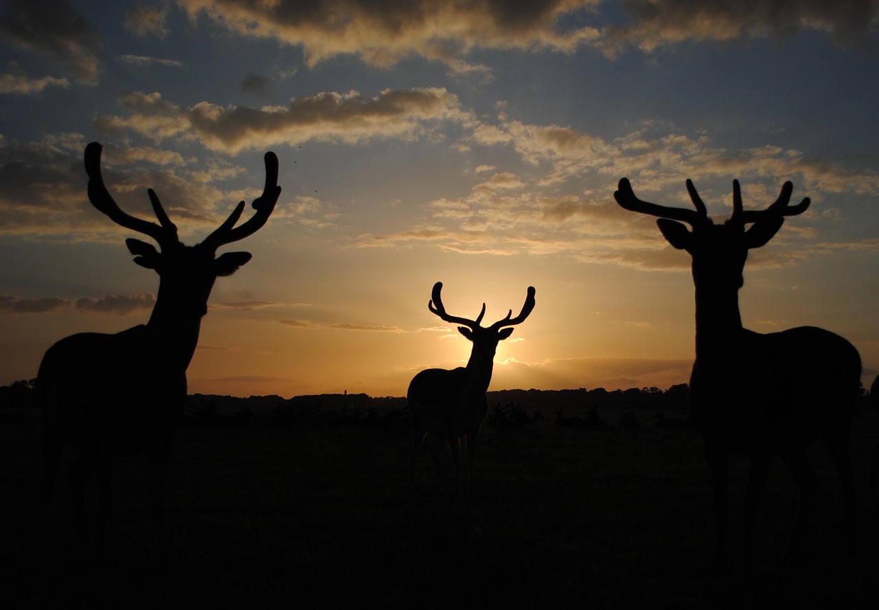 silhouette deer horns free photo