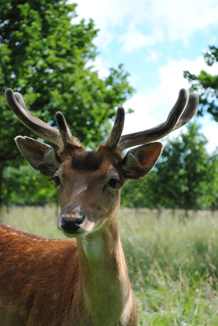 deer young buck fallow free photo