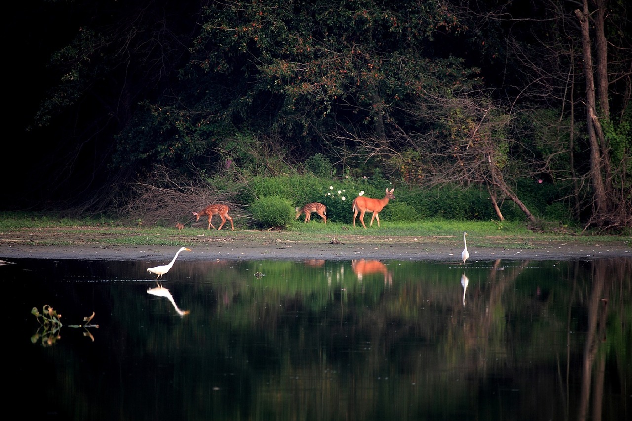 deer egrets birds free photo