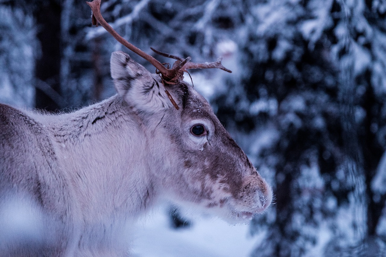 deer antlers snow free photo