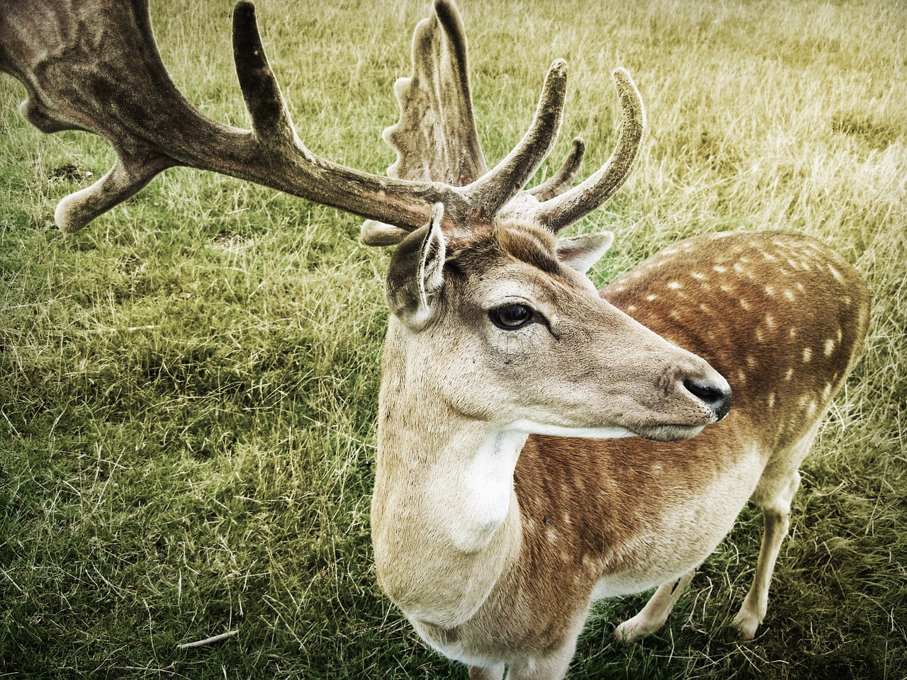 deer buck wildlife free photo
