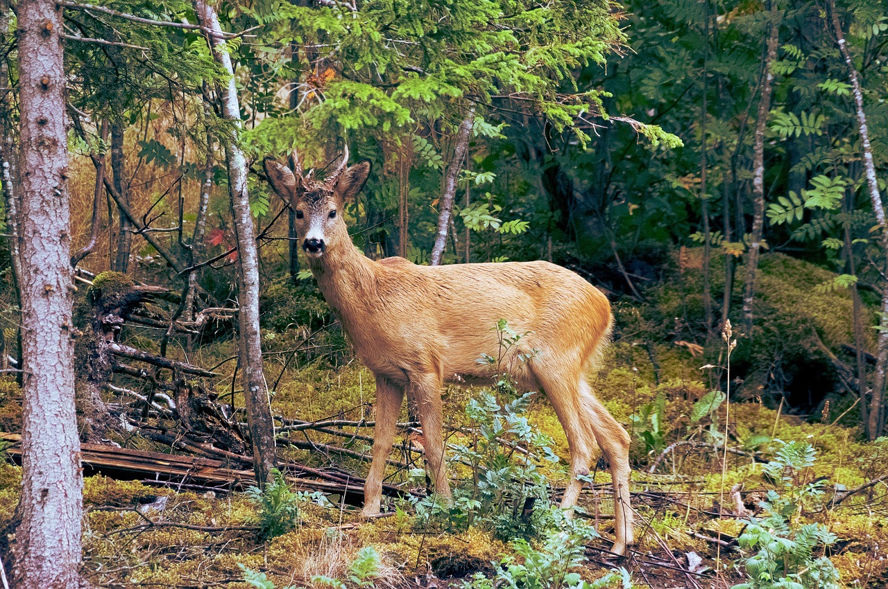 deer forest wildlife free photo