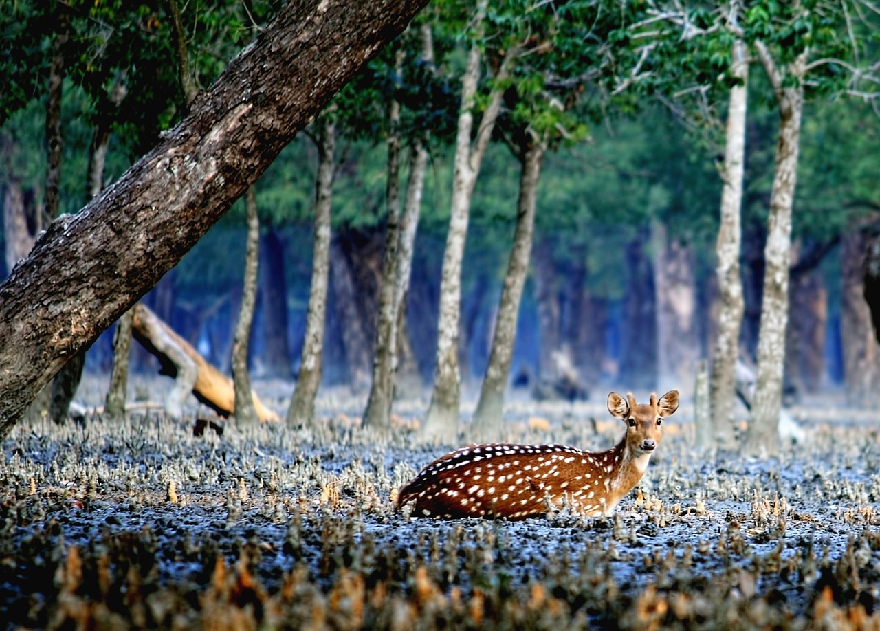 deer sundarban bangladesh free photo