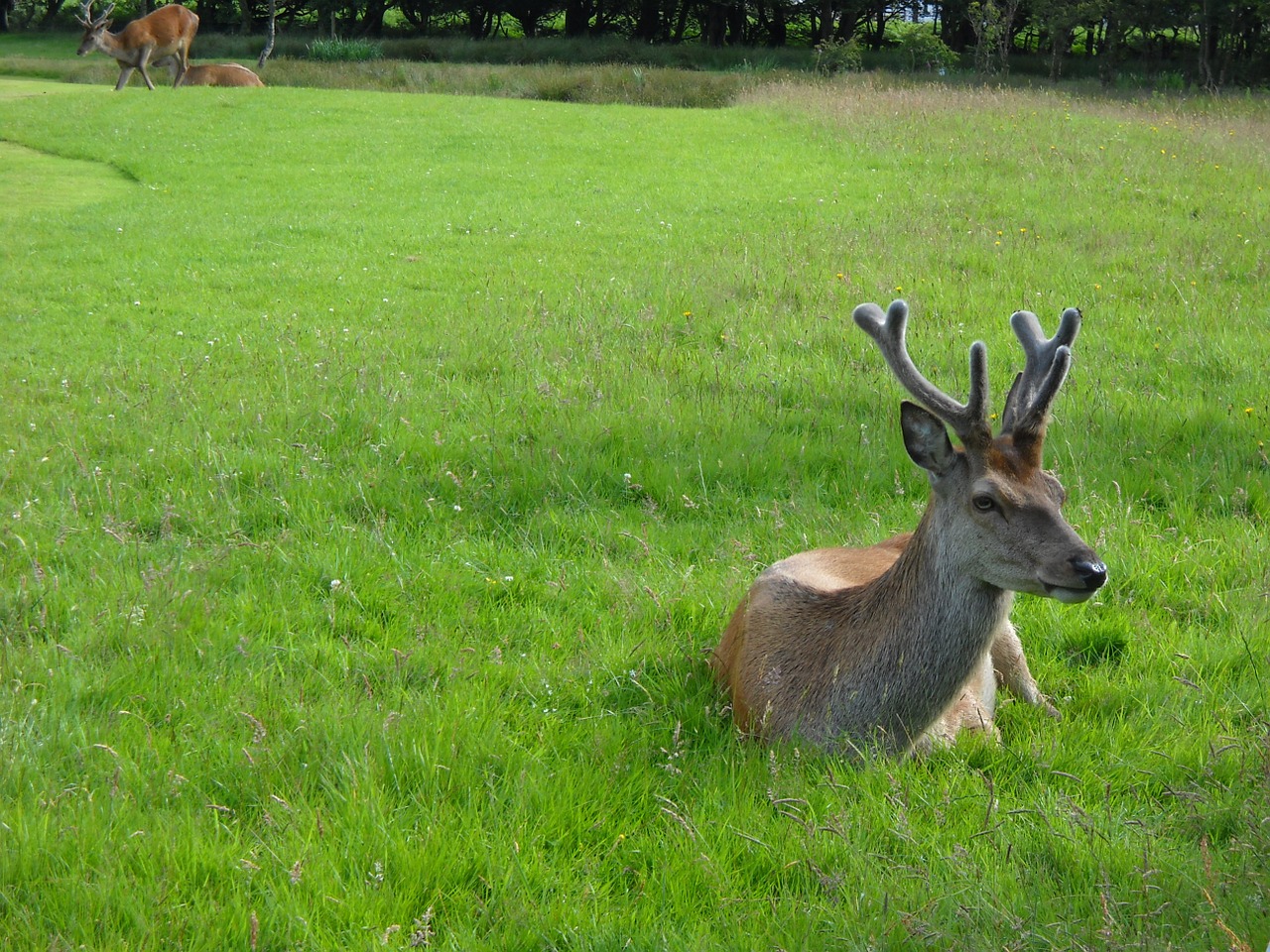 deer antlers wildlife free photo