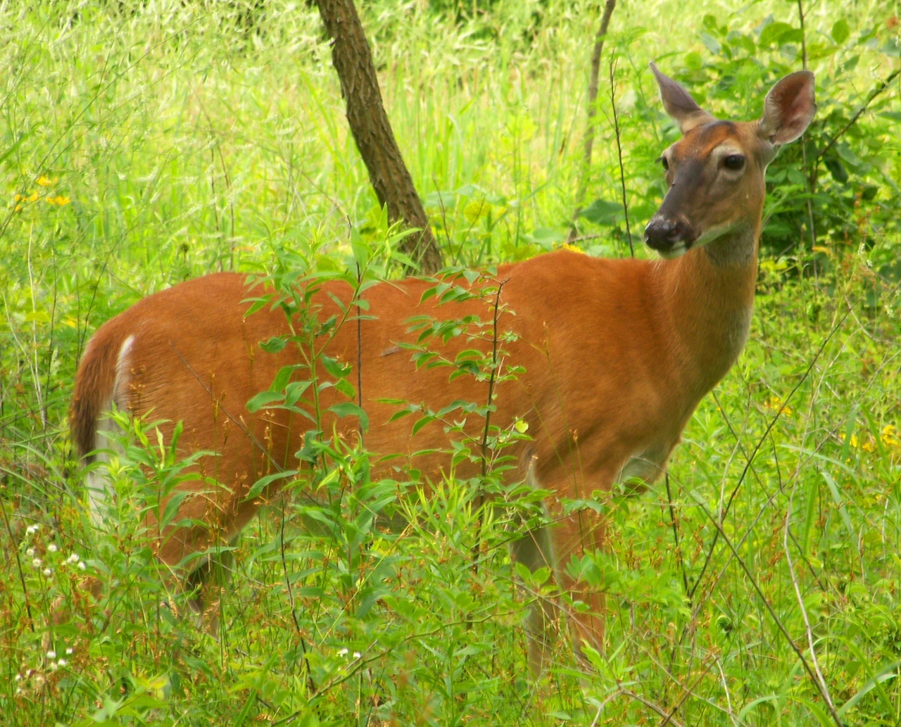 deer doe woods free photo