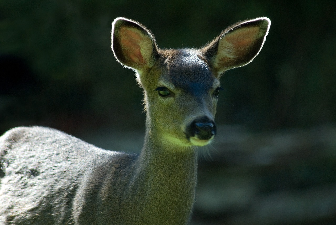 deer fawn young free photo