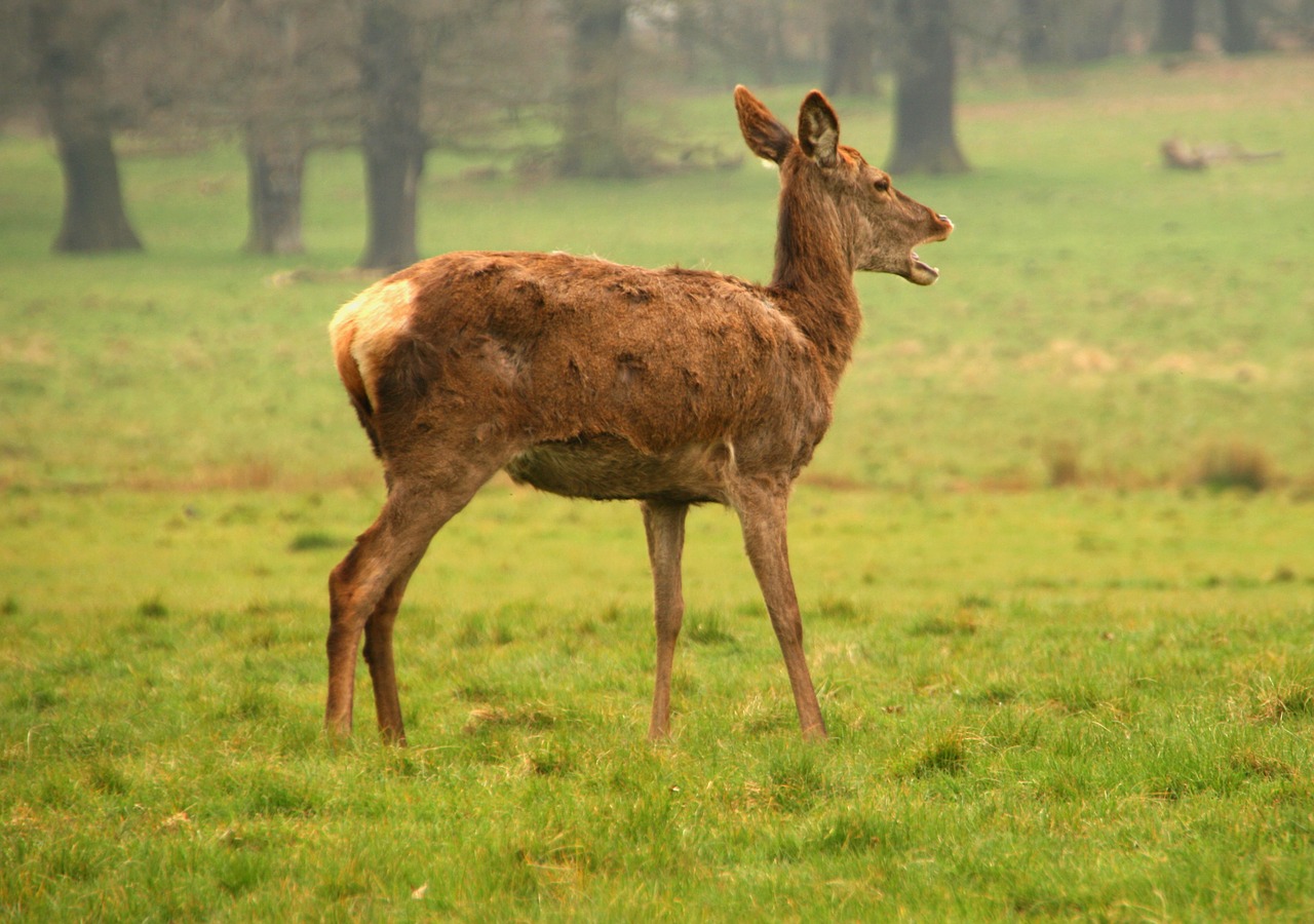 deer female animal free photo