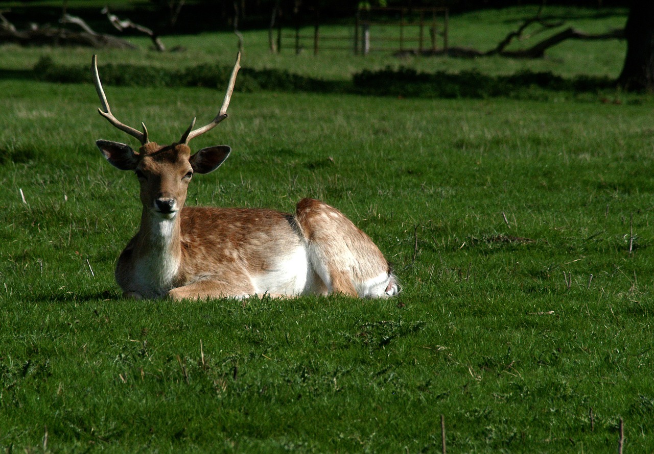 deer park attingham free photo