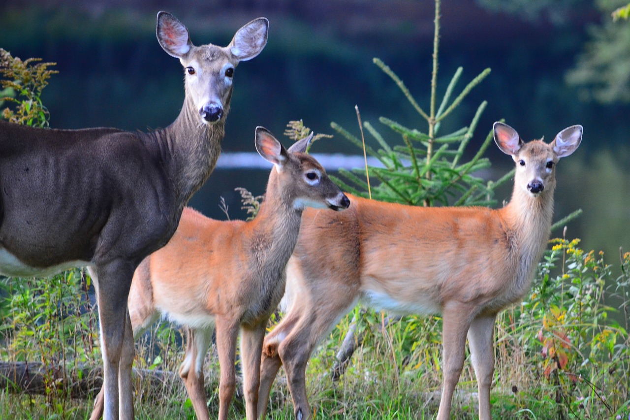 deer animals wild free photo