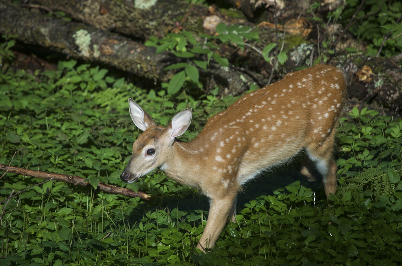 deer nature animal free photo