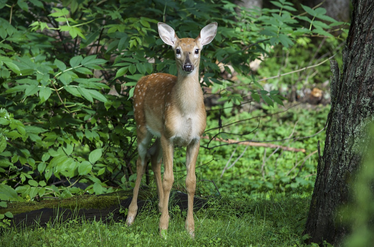 deer wood wild free photo