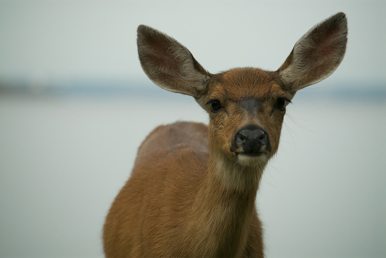 deer ears looking free photo