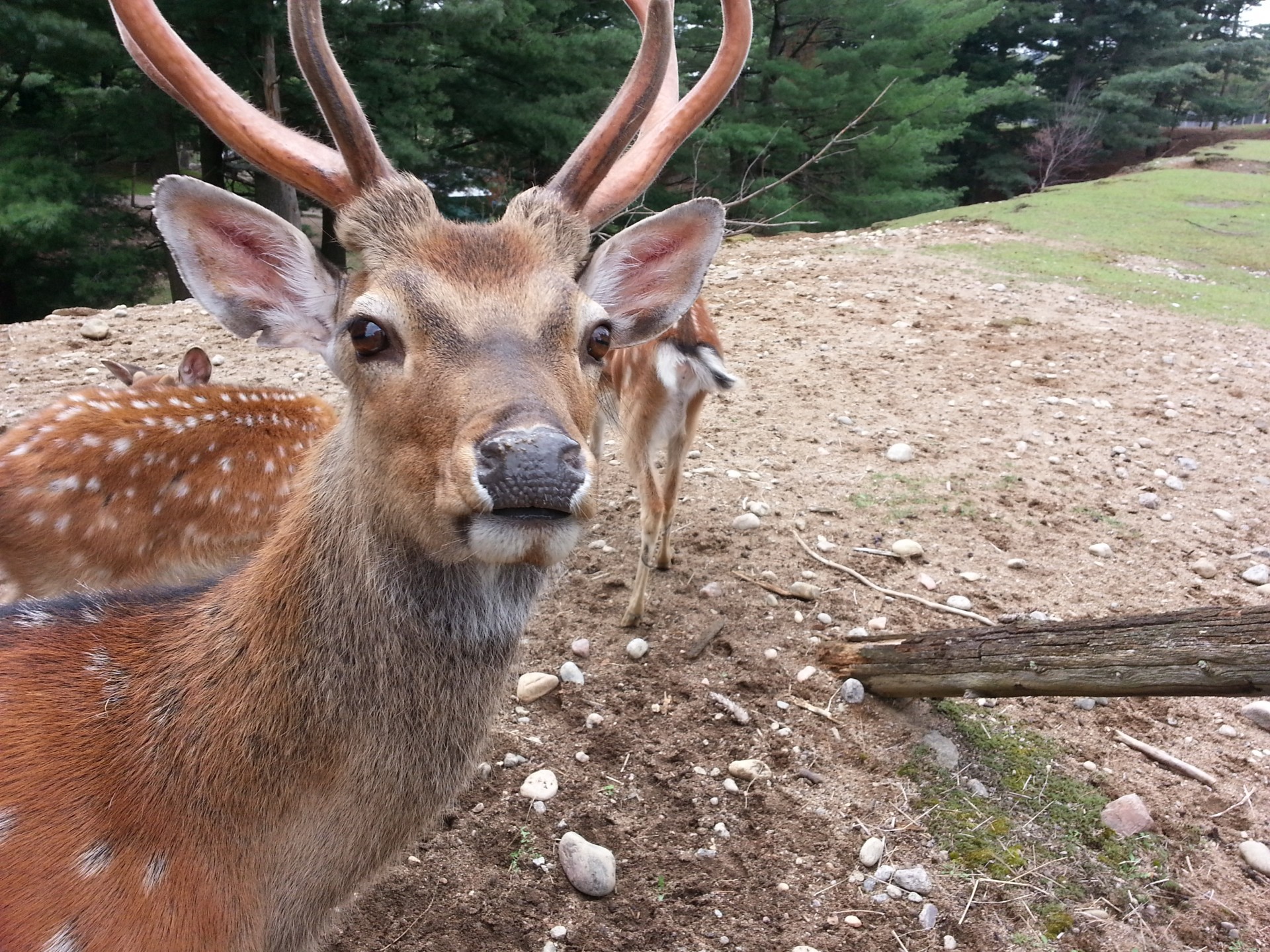 animal deer nature free photo