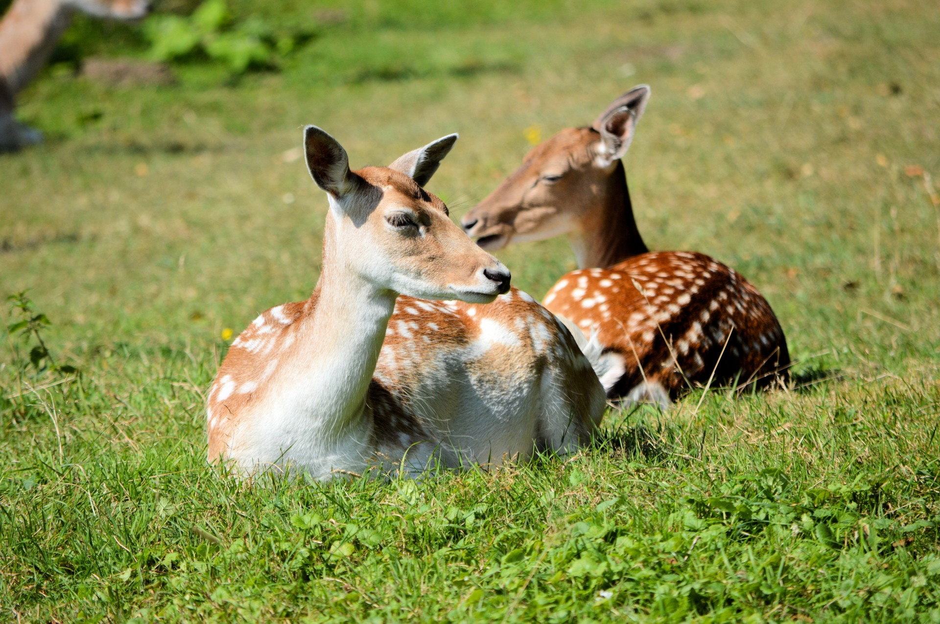 deer wildlife wild park free photo