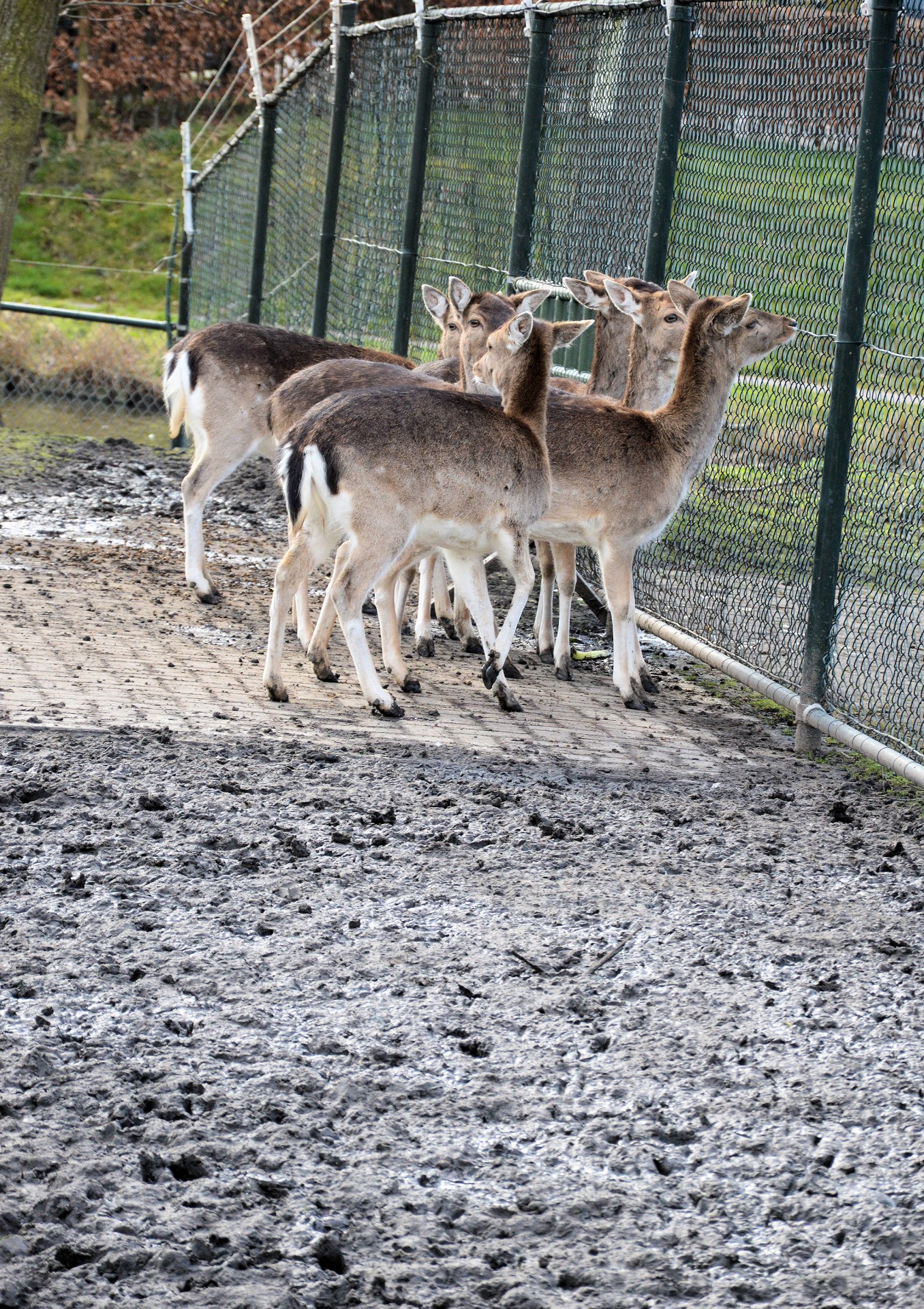 deer animal park free photo