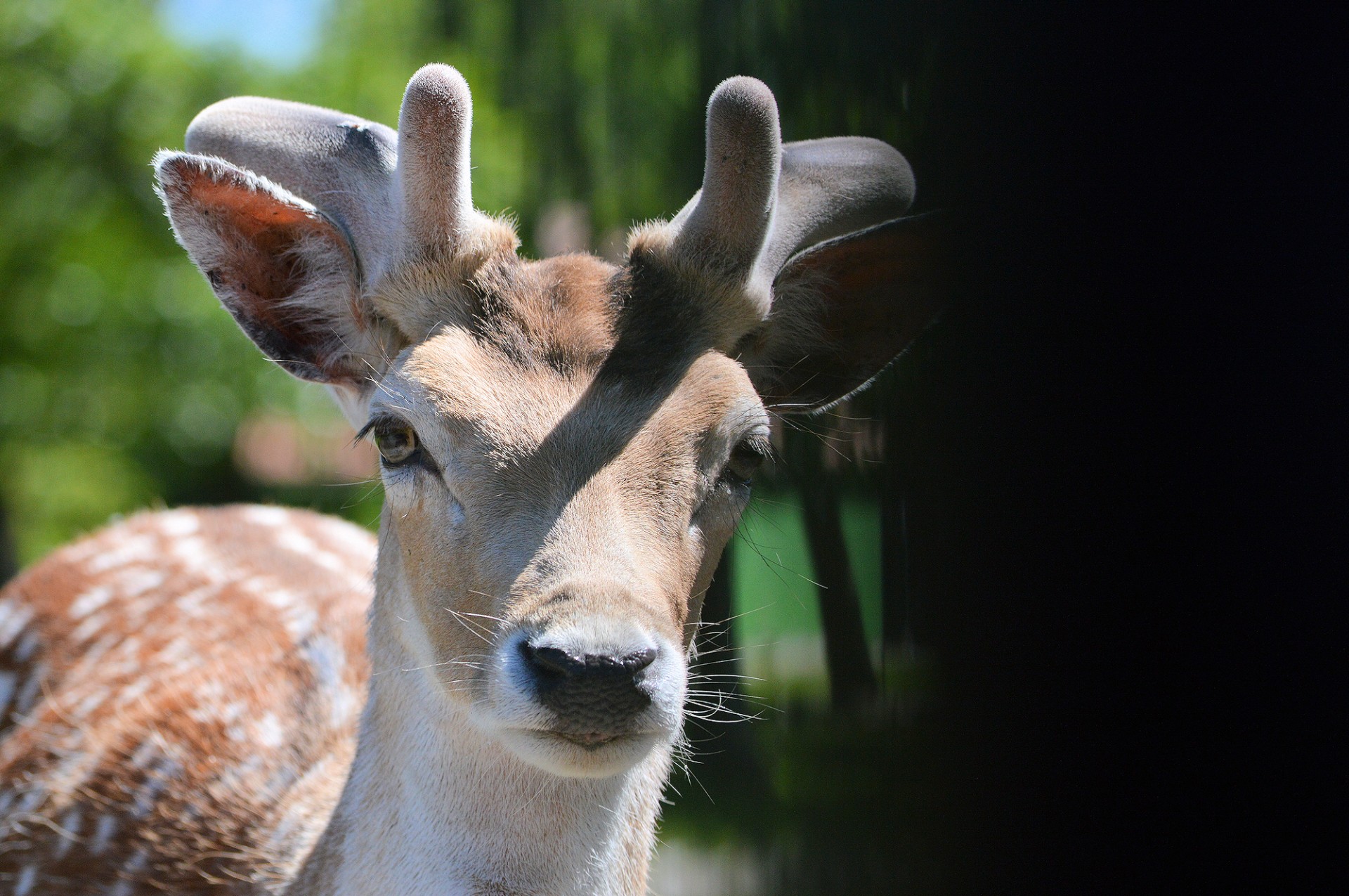 deer animal nature free photo