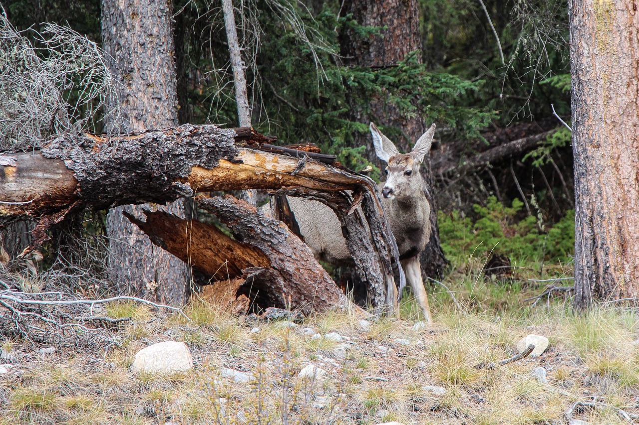 deer wildlife animal free photo