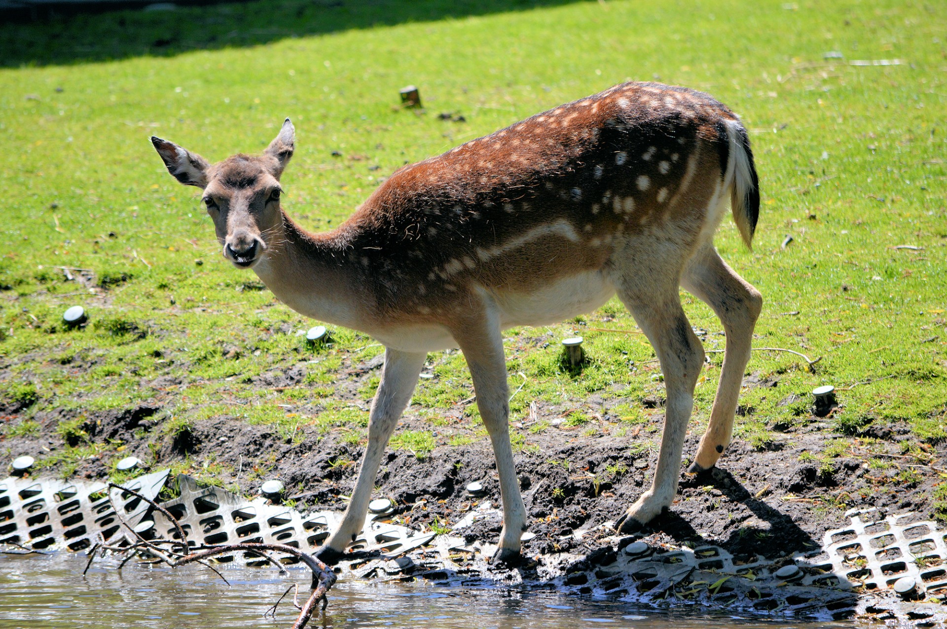 deer animal park free photo