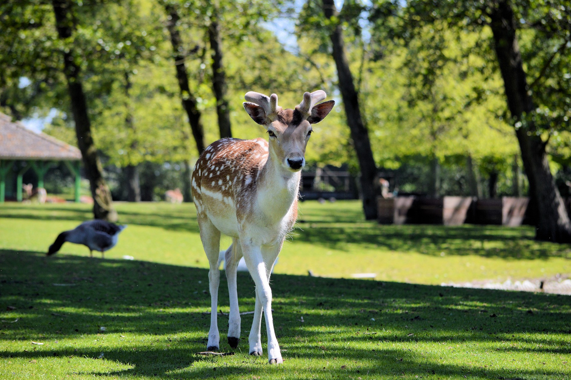 deer animal park free photo