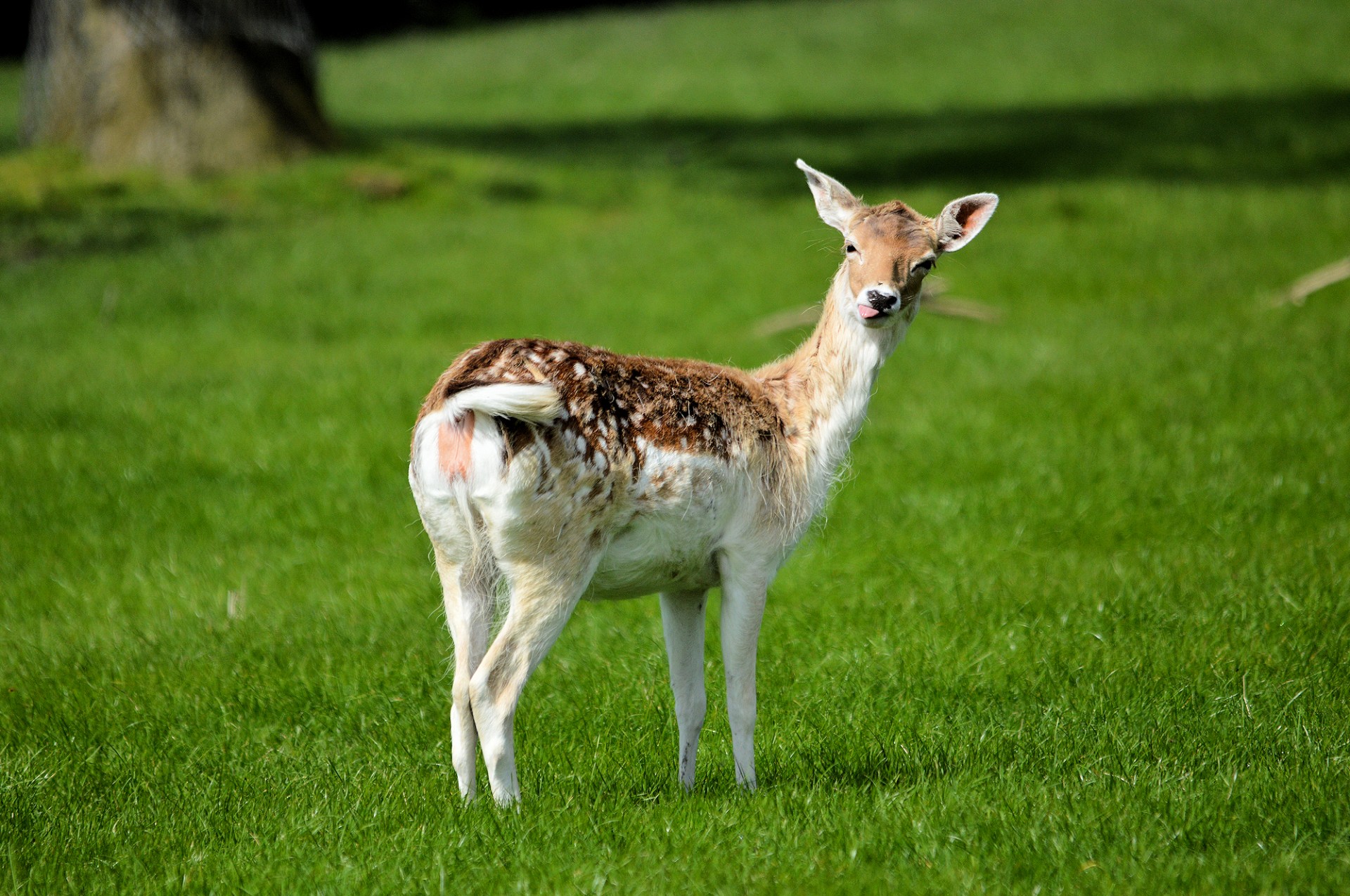 deer animal park free photo