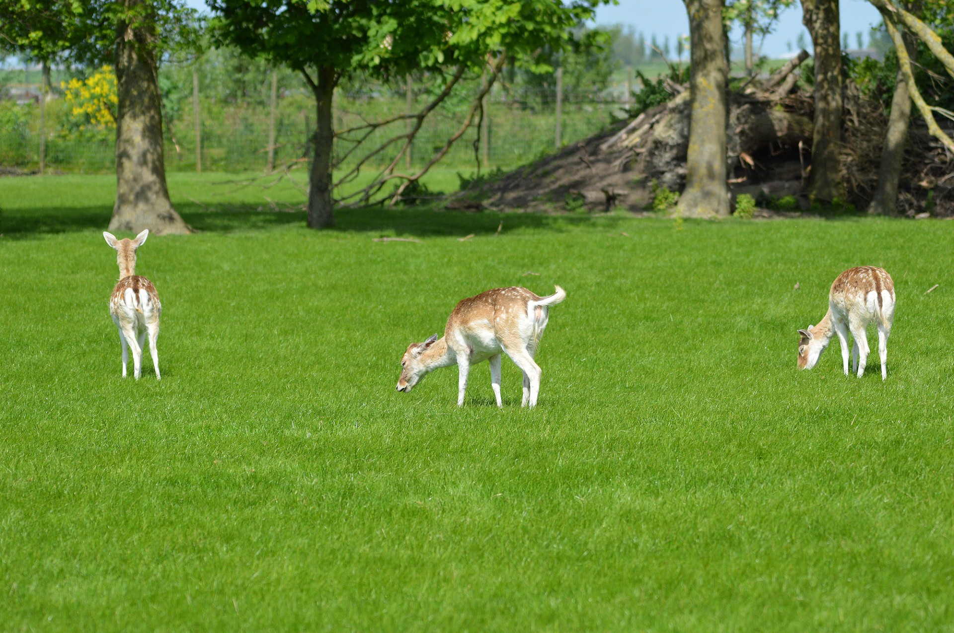 deer animal park free photo