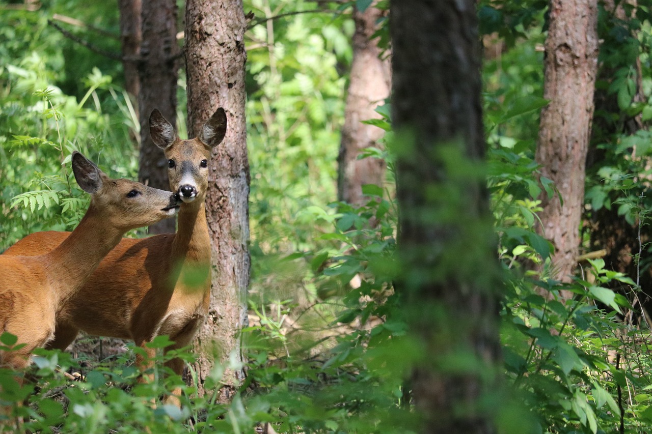 deer kiss forest free photo