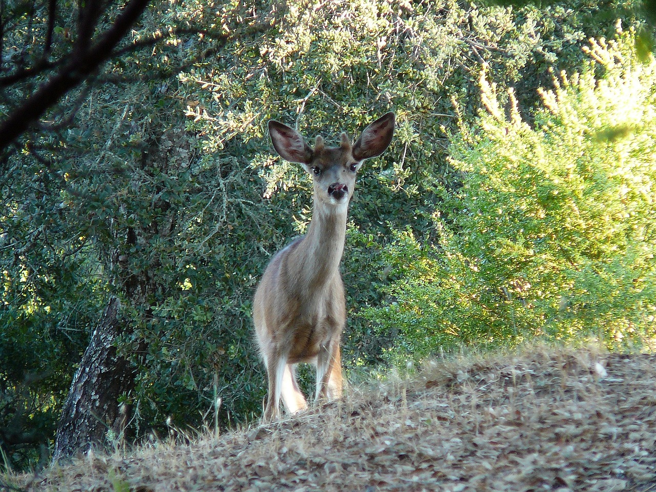 deer animal nature free photo