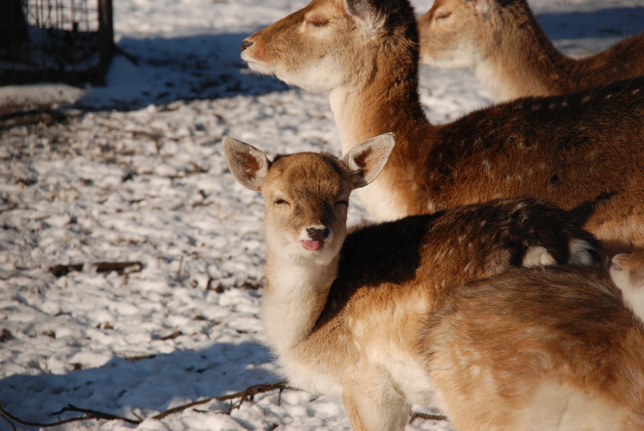 deer young tongue free photo