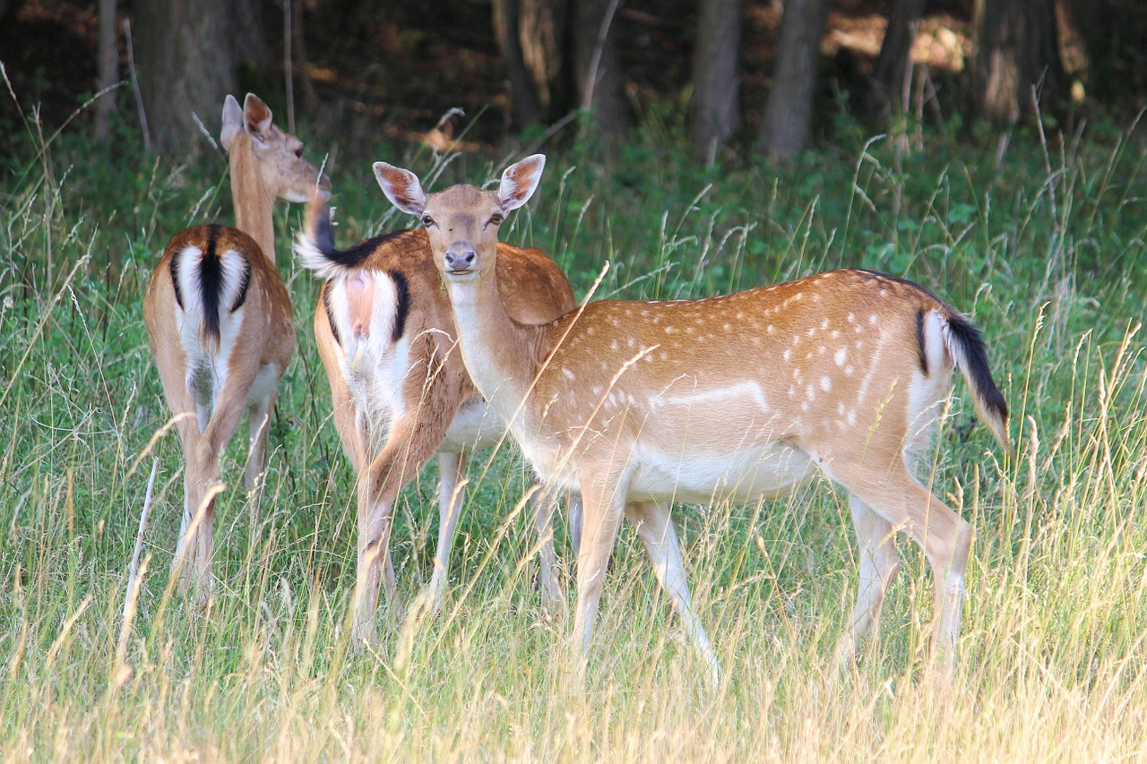 deer forest meadow free photo