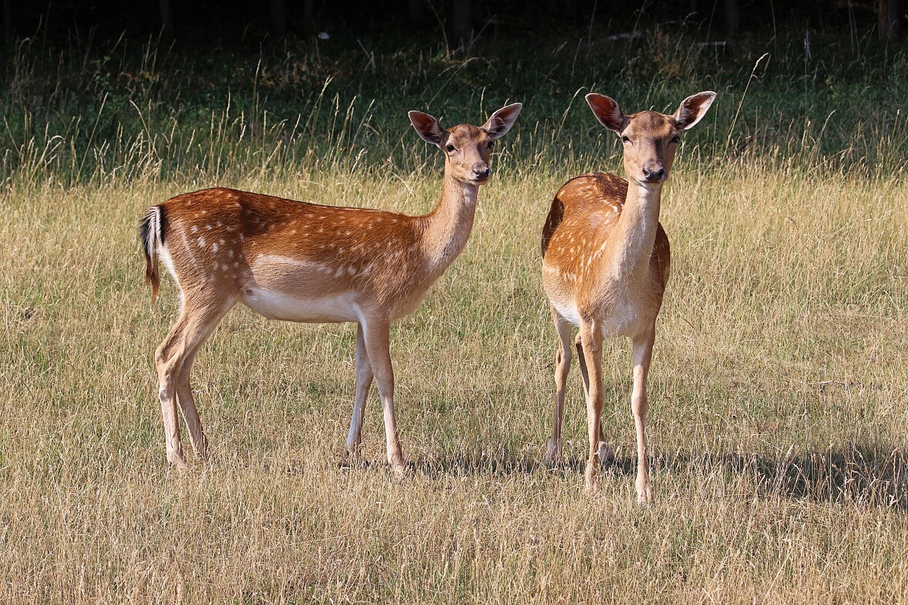 deer forest meadow free photo