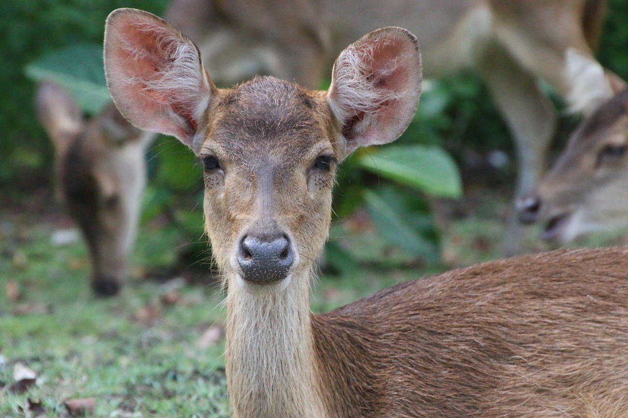 deer nature indonesia free photo