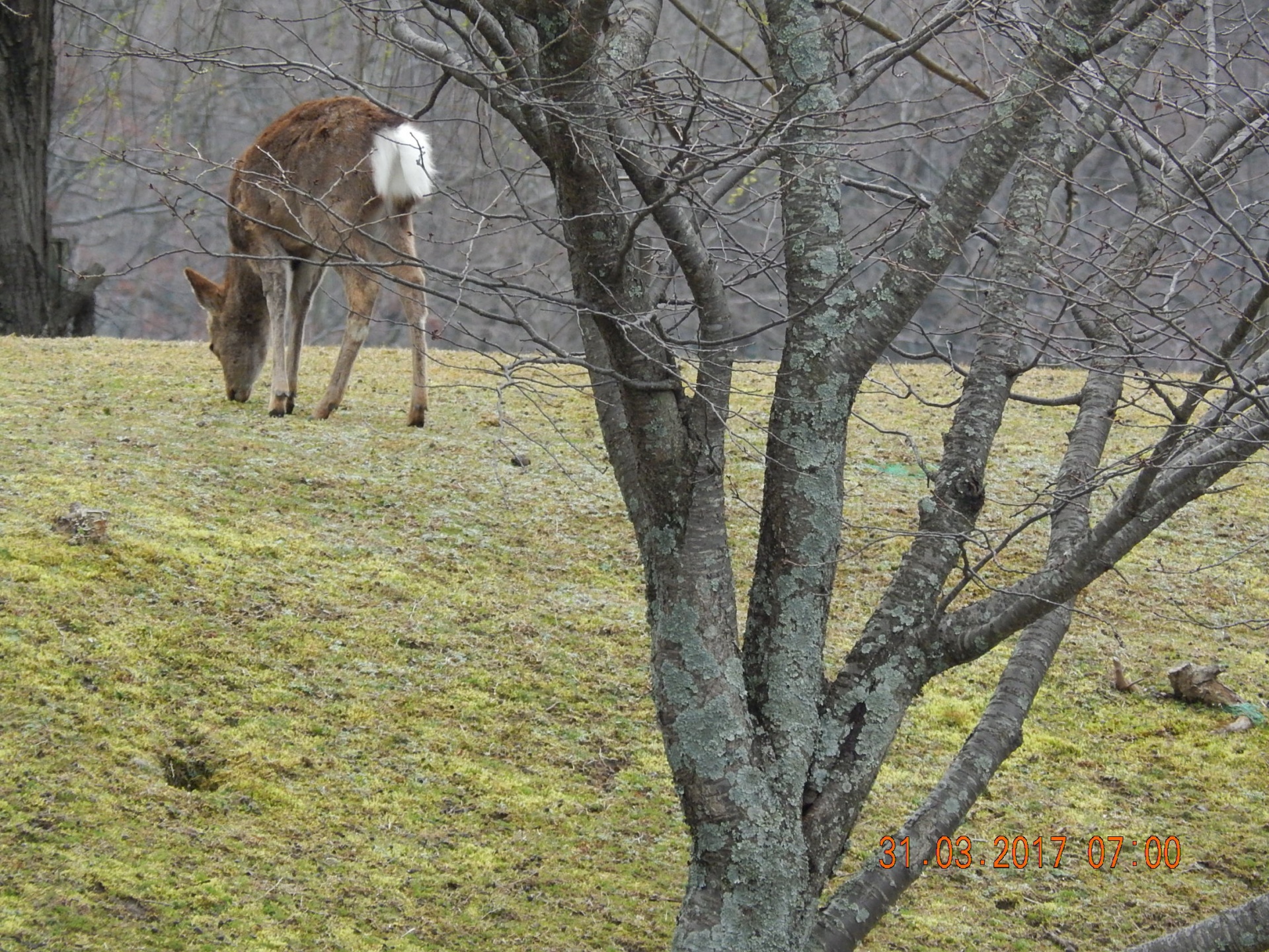 deer nara park free photo