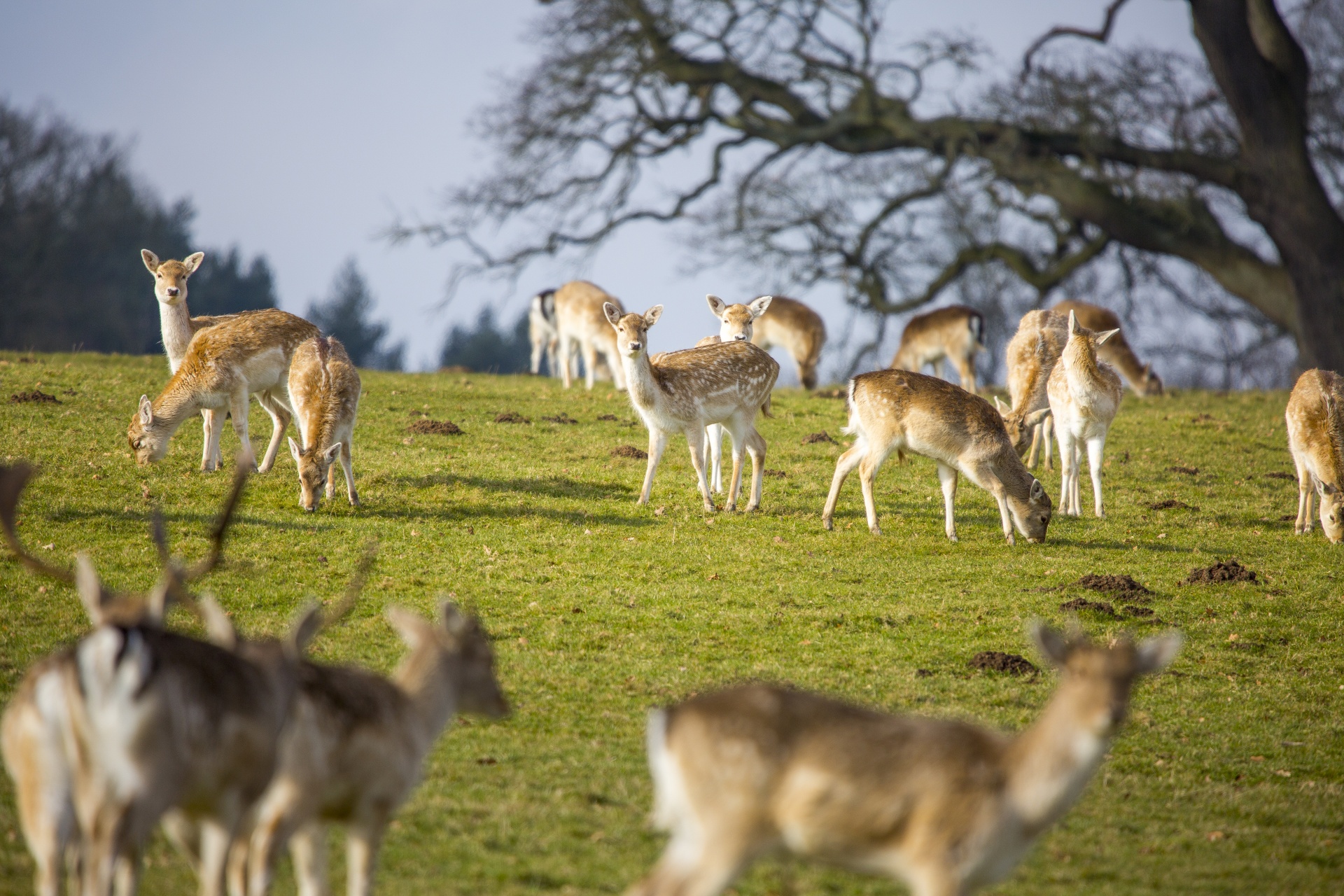 deer red deer - animal close-up free photo