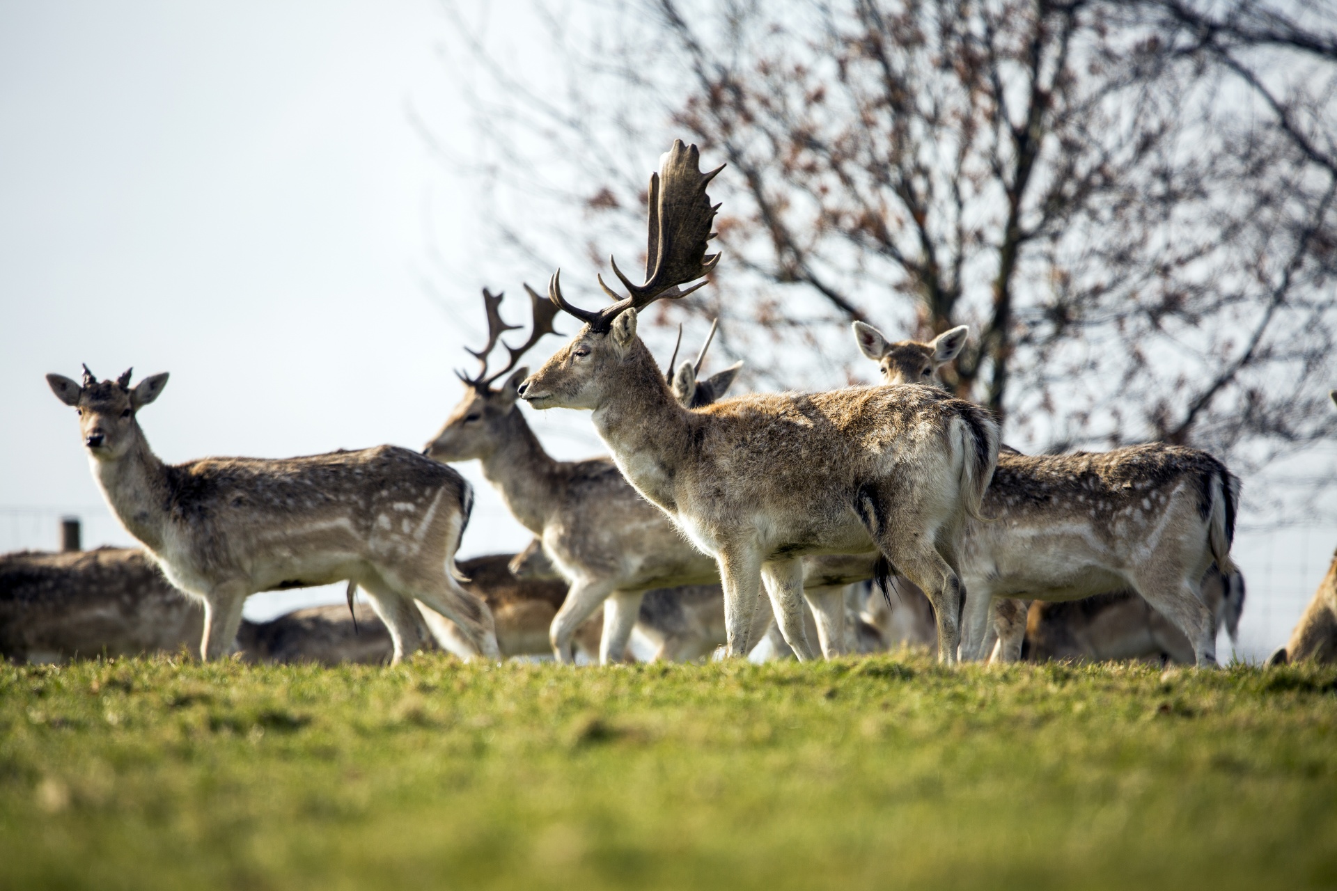 deer red deer - animal close-up free photo