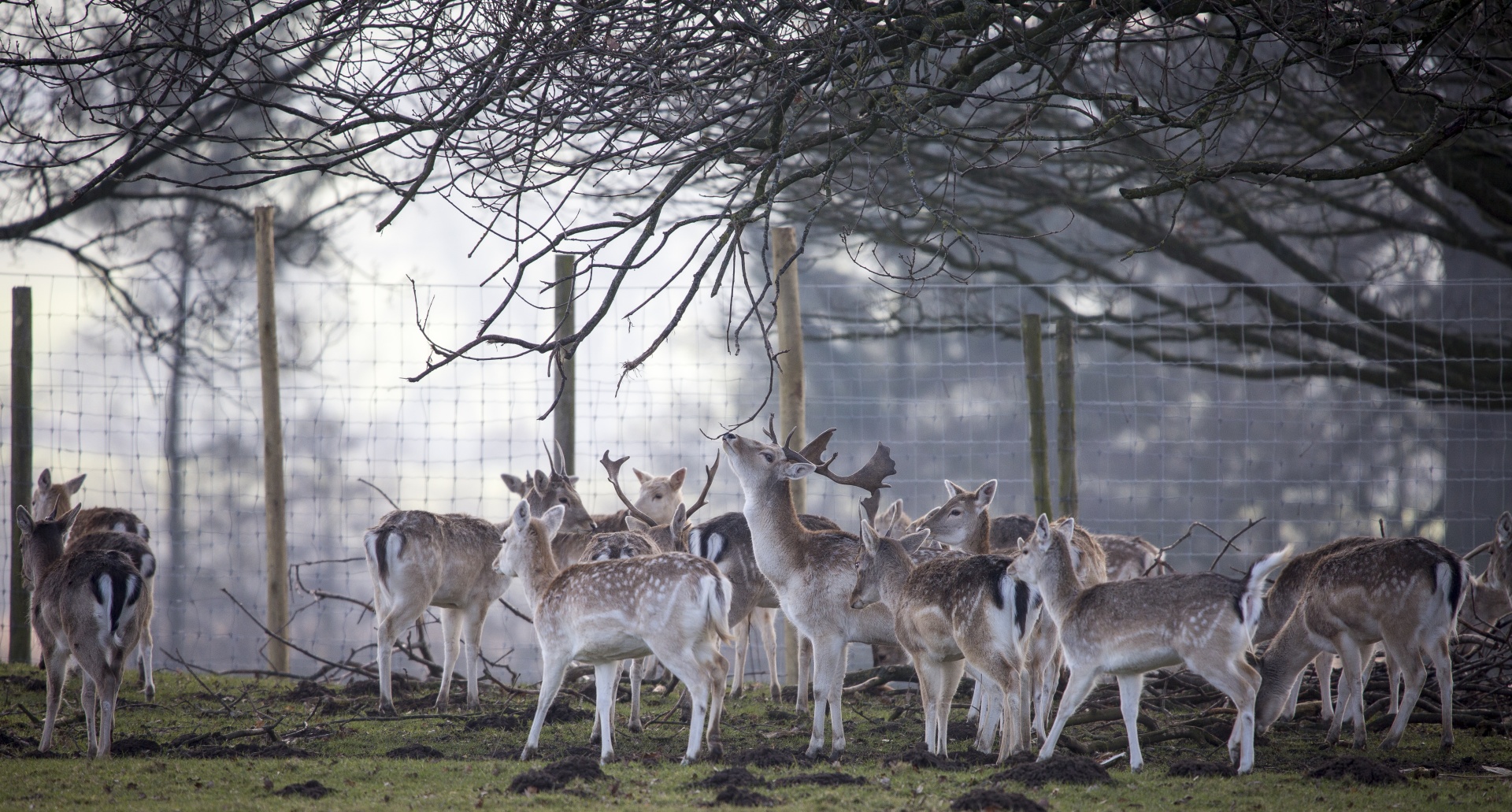 deer red deer - animal close-up free photo