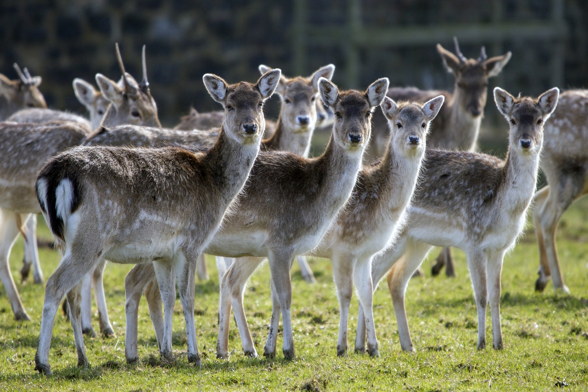 deer red deer - animal close-up free photo