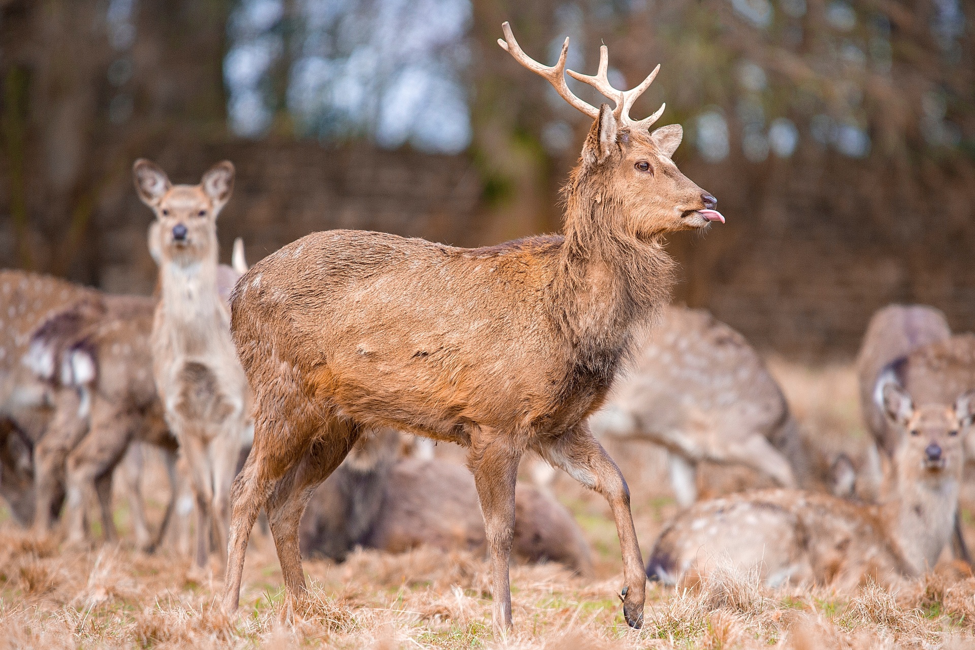 deer red deer - animal close-up free photo