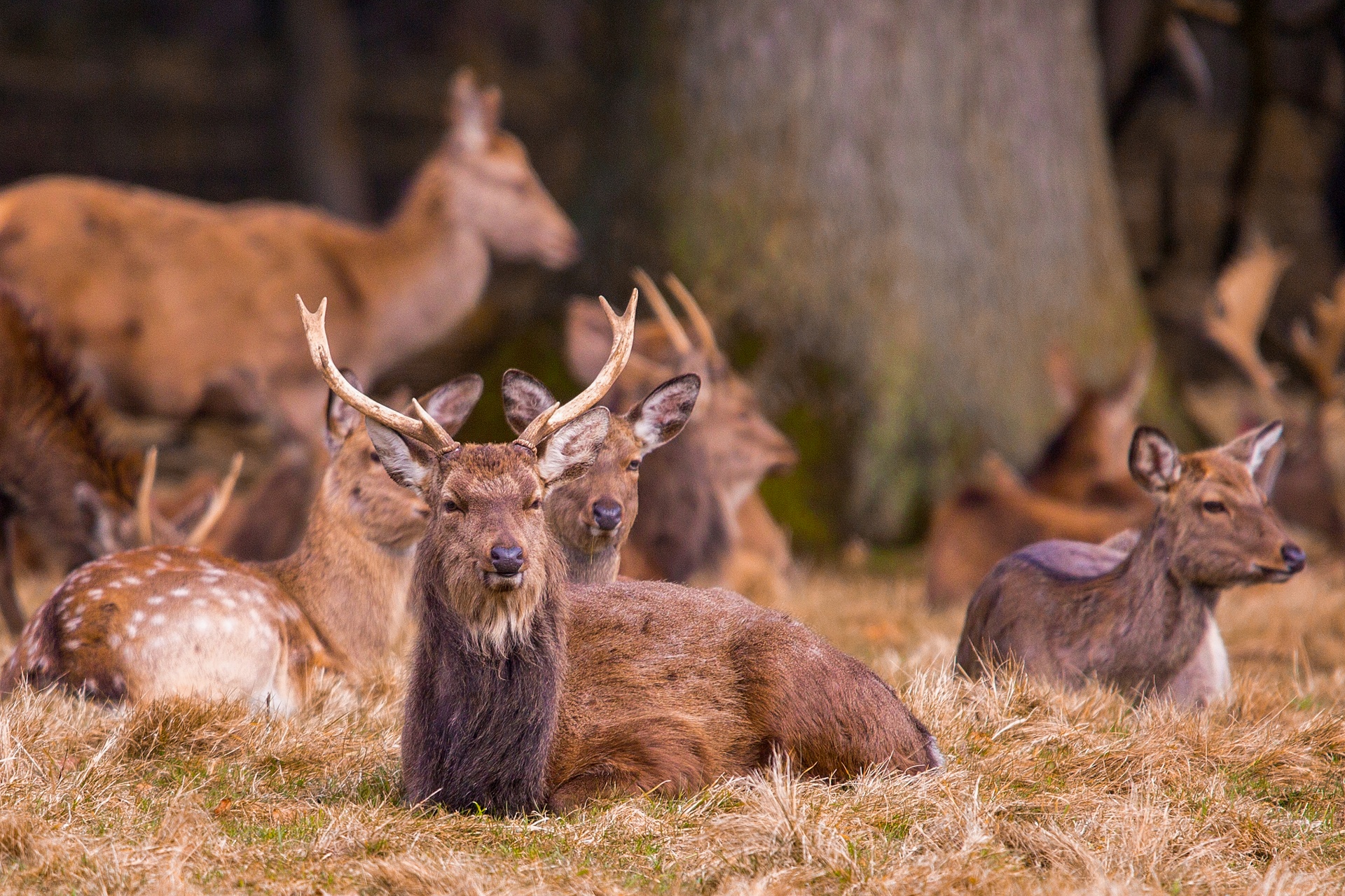 deer red deer - animal close-up free photo