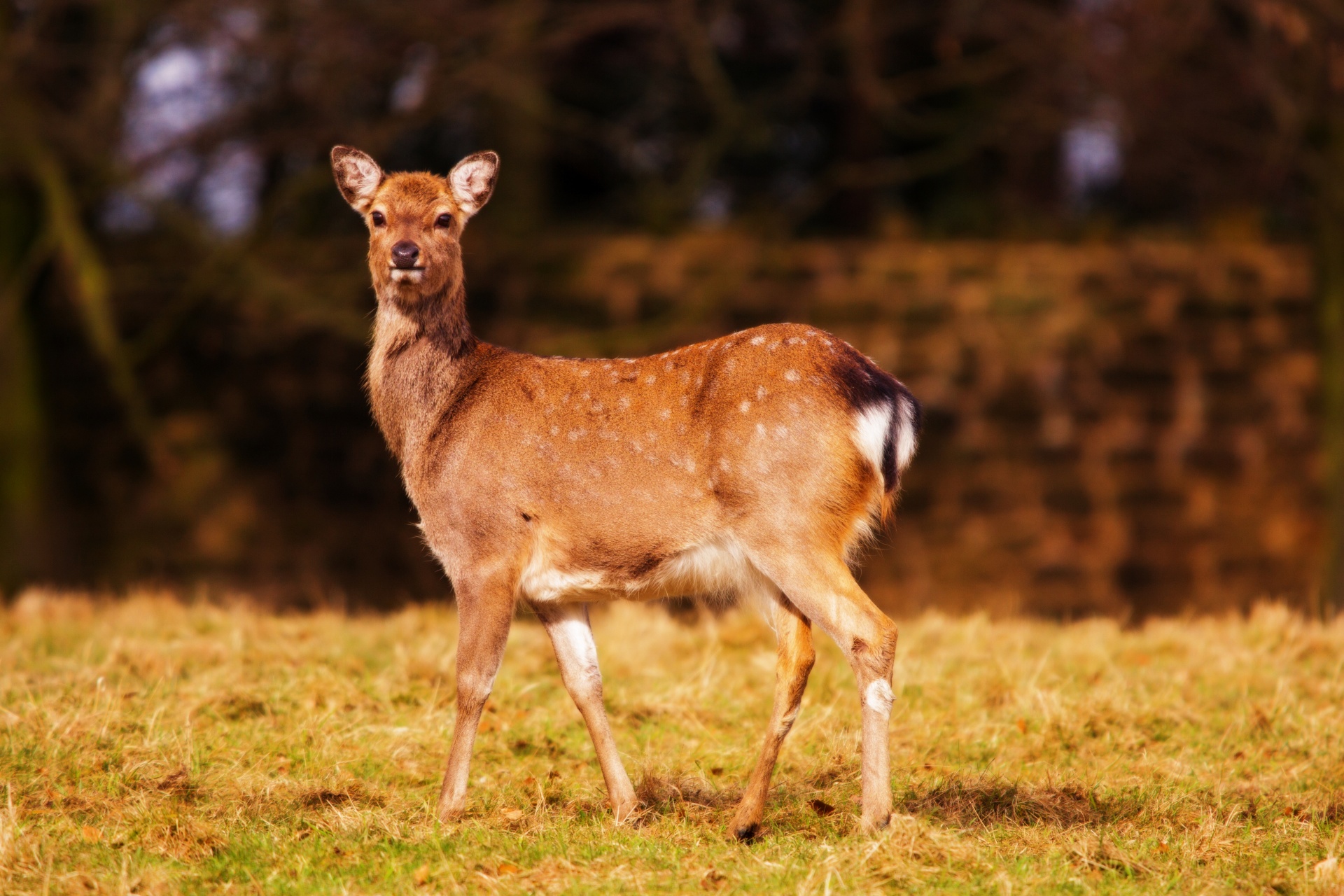 deer red deer - animal close-up free photo