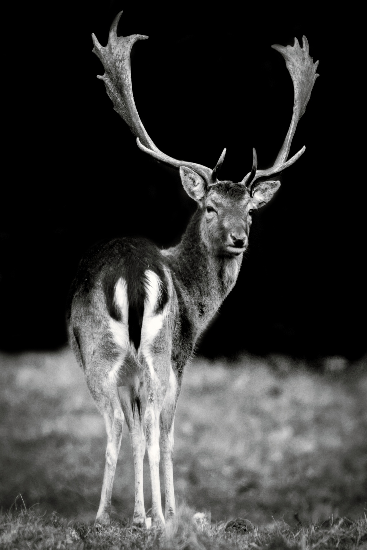 deer red deer - animal close-up free photo