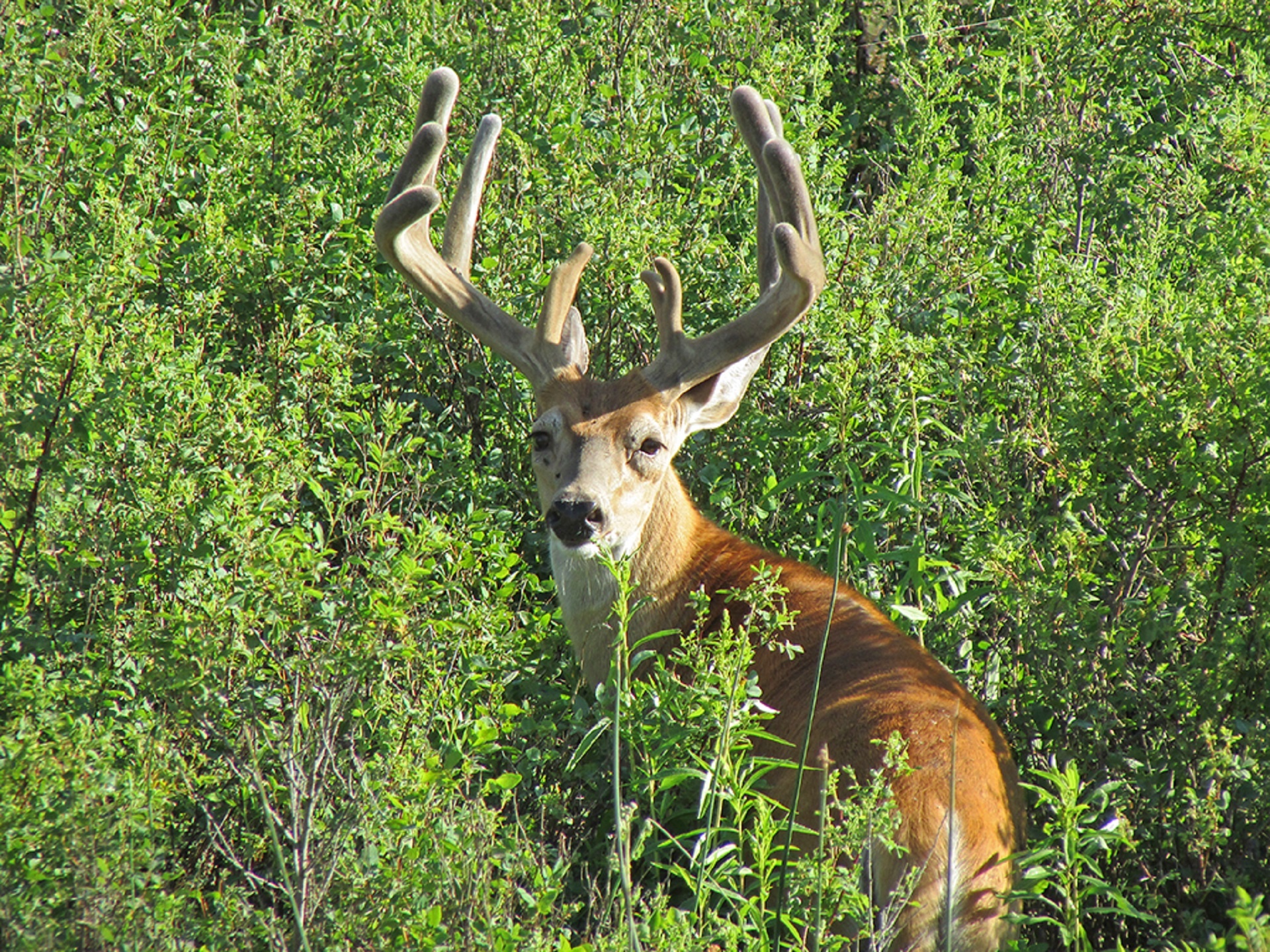 deer buck male free photo