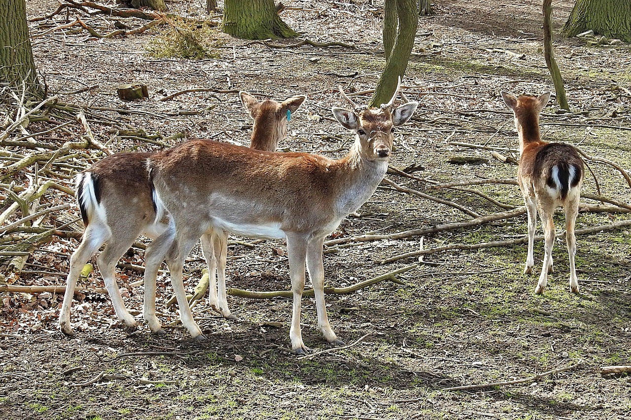 deer fallow deer forest free photo