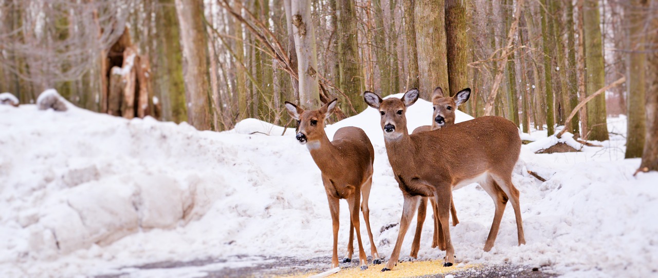 deer three mammal free photo