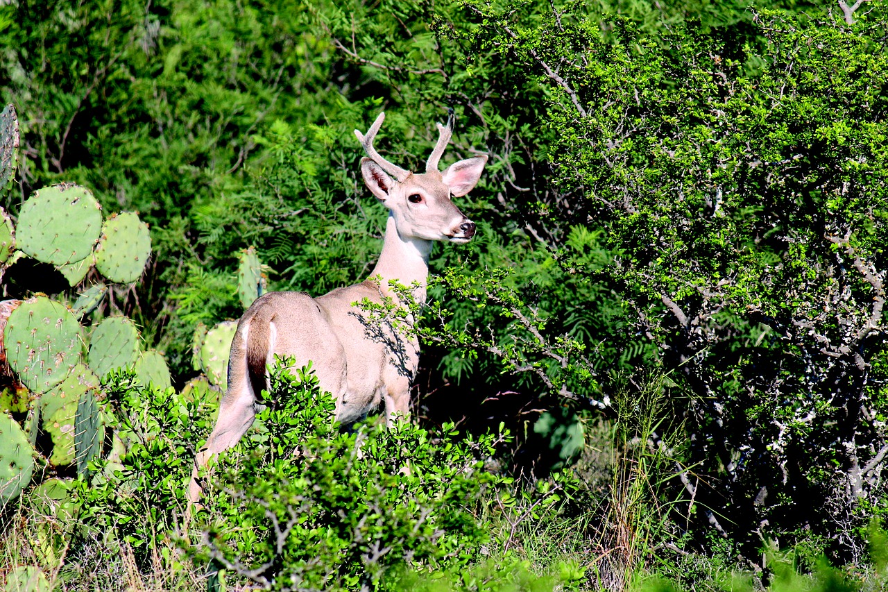 deer nature wildlife free photo