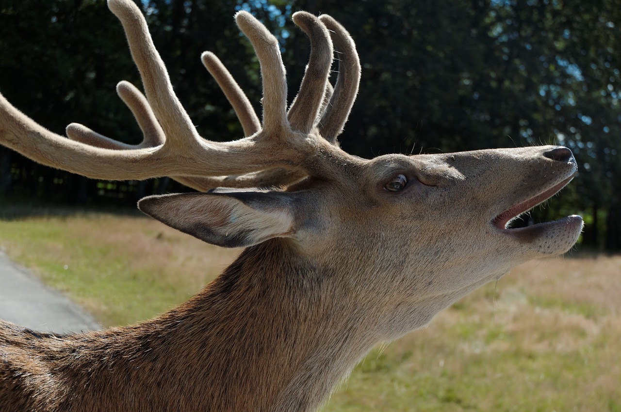 deer head zoo free photo