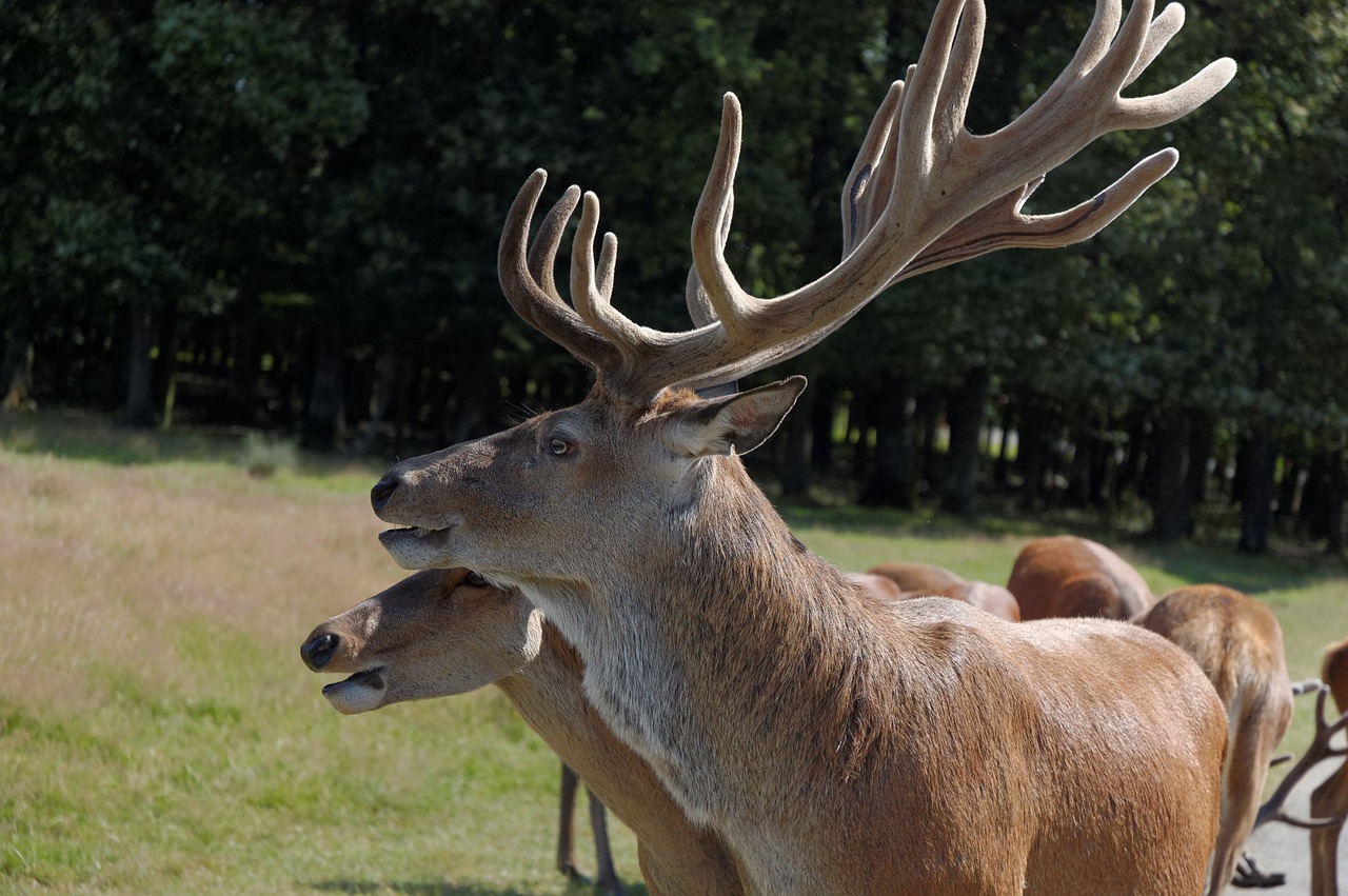 deer head zoo free photo