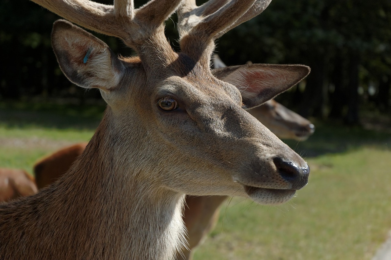 deer head zoo free photo